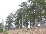 Ancient Black Pine in Troodos mountains Cyprus